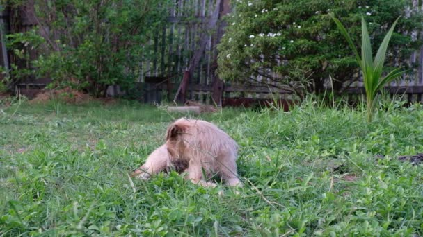 Brauner Hund Sitzt Auf Gras Garten — Stockvideo