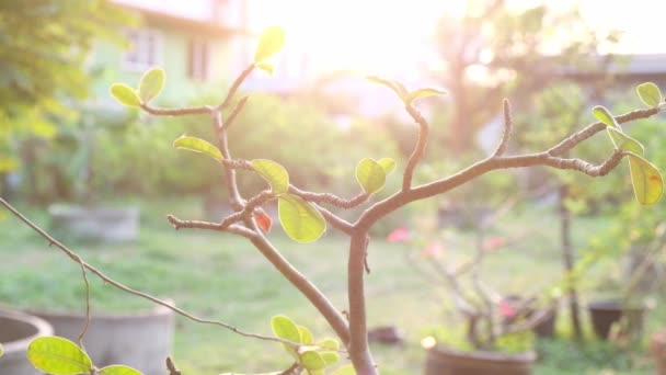 Azalea Foglie Isolate Sullo Sfondo Della Natura — Video Stock