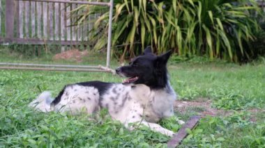 Bahçedeki çimlerin üzerinde oturan siyah beyaz köpek