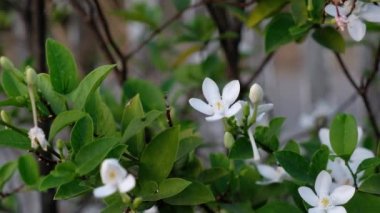 Beyaz Gardenya çiçeği ve yaprakları bahçede