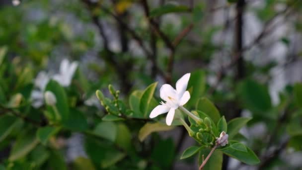 Λευκό Λουλούδι Gardenia Και Φύλλα Στον Κήπο — Αρχείο Βίντεο