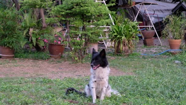 Svart Och Vit Hund Sitter Gräs Trädgården — Stockvideo