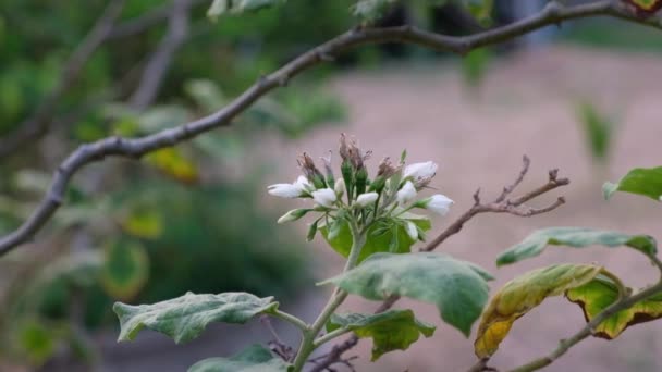 Bahçede Patlıcan Beyaz Çiçek Patlıcan — Stok video