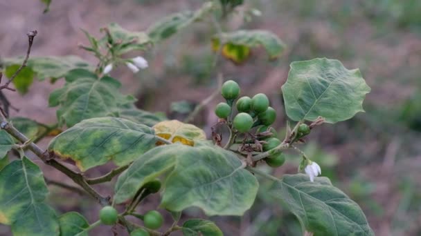 Auberginen Und Weiße Blüten Garten — Stockvideo