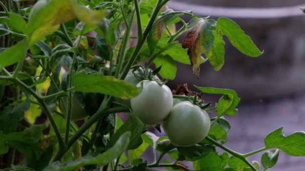 Πράσινη Ντομάτα Και Φύλλα Στον Κήπο — Αρχείο Βίντεο