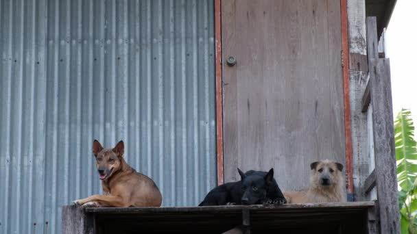 Cães Árvore Sentados Varanda Madeira Isolados Parede Zinco — Vídeo de Stock