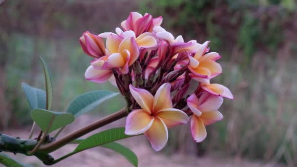 Hermosa Flor Plumeria Hojas Jardín — Vídeo de stock