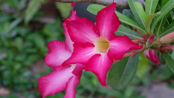 Adenio Fiore Foglia Isolato Sfondo Naturale — Video Stock