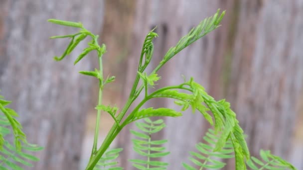 Leucaena Leucocephala Jardim Isolado Cerca Madeira — Vídeo de Stock