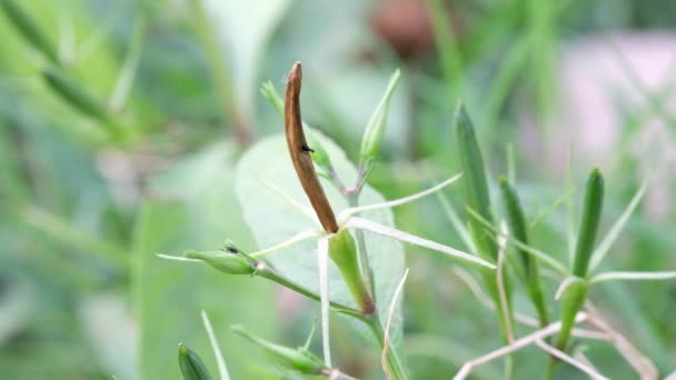 Ruellia Tuberosa Hmyz Izolované Přírodním Pozadí — Stock video