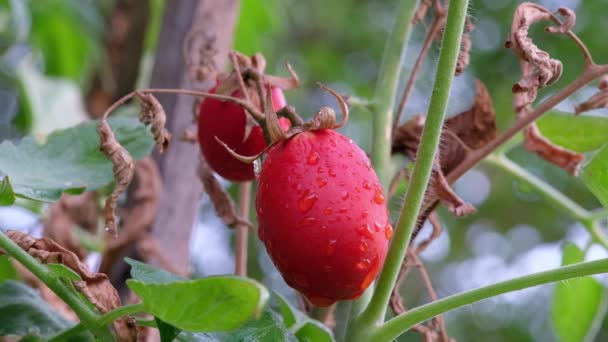 Röd Tomat Och Droppe Vatten Naturen — Stockvideo