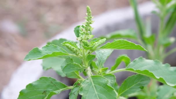 Fleur Basilic Dans Jardin — Video