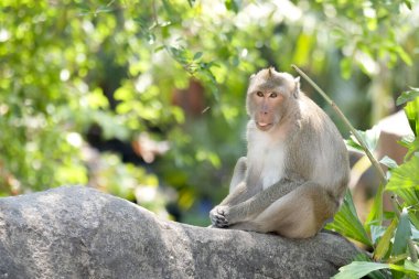 Hayvanat bahçesinde taşın üzerinde oturan maymun.