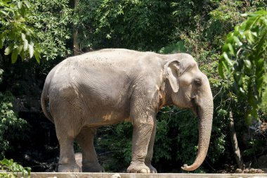 Hayvanat bahçesindeki ağacın altında fil tek başına duruyor.