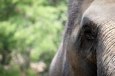 Kapalı göz fili doğa arka planında izole edilmiş.