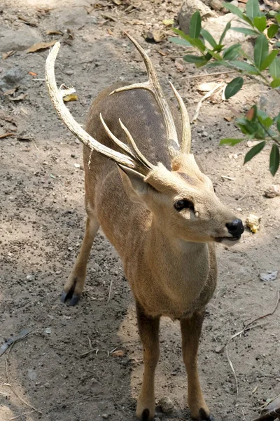 Deer Stand Ground Zoo — Stock Photo, Image
