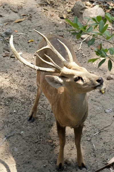 鹿は動物園の地面に立つ — ストック写真