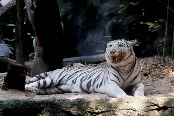 Белый Тигр Отдыхает Камне Зоопарке — стоковое фото