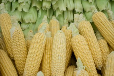 Çiğ Mısır ve koçan İstanbul'da Market Stall yığılmış