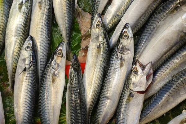 Färsk Fisk Heap Marknaden Stall Resdy Till Salu — Stockfoto