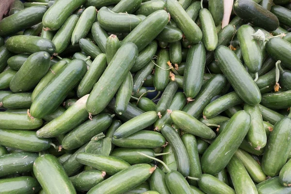 Ripe Fresh Organic Cucumber Heap Market Stall — Stock Photo, Image