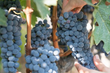 Yaz saati Bozcaada Çanakkale Türkiye 2017 yılında bağ üzüm