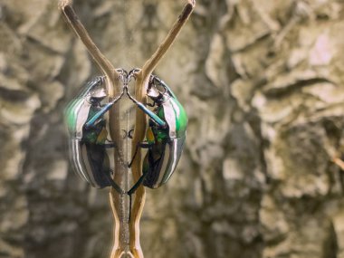 Cam çift Hayvanat Bahçesi 2014 Riga Letonya gibi büyük böcek yansıması