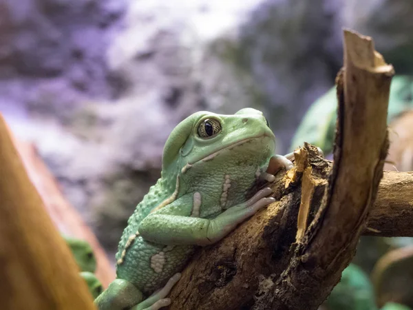 Grüner Großer Frosch Auf Hölzernem Ast Zoo 2014 Riga Lettland — Stockfoto