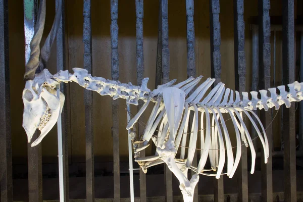 Anatomy of Animal Skeleton in Zoo 2014 Riga Latvia