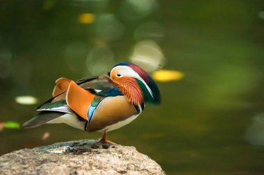 Renkli tüy Varşova Polonya 2014 Ekim ile göl yakınındaki Gaga kuş