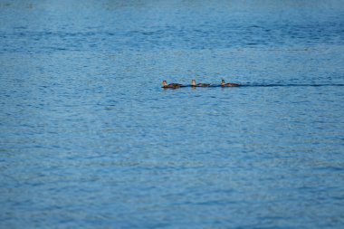 Yaz aylarında su zı ile ördek Yüzme