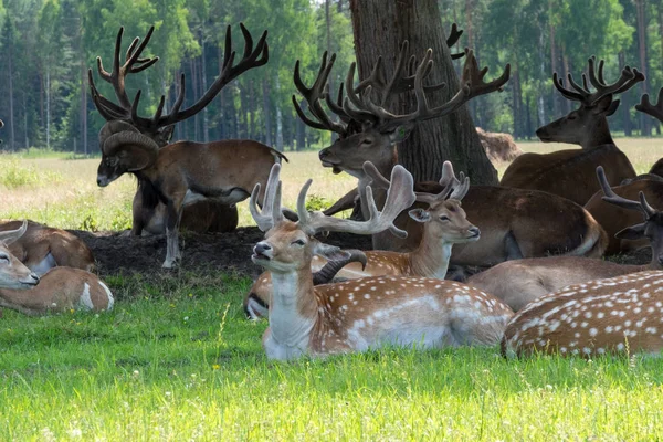 Rehe Und Andere Tiere Ruhen Sich Schatten Des Baumes Aus — Stockfoto