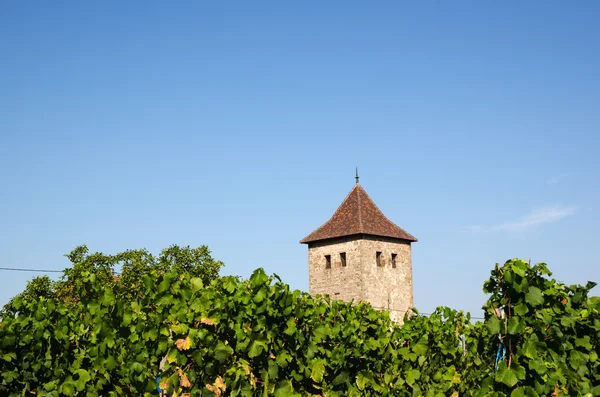 Dambach-la-Ville Fransız bağ — Stok fotoğraf