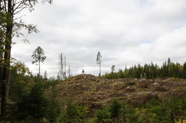 Clear cut skogsområde — Stockfoto