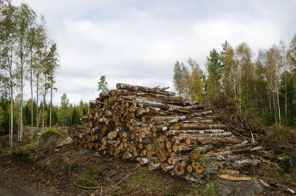 Vedbacken av Björk träd loggar — Stockfoto