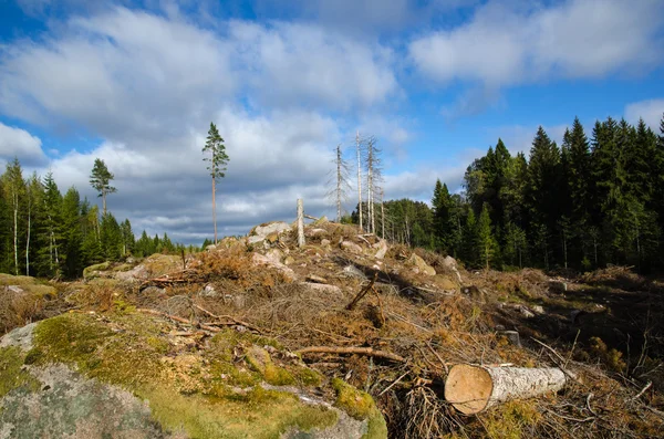 Área florestal recém-cortada — Fotografia de Stock