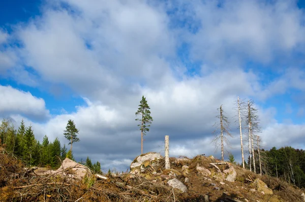 Left standing trees in a clear cut area — Stock Photo, Image