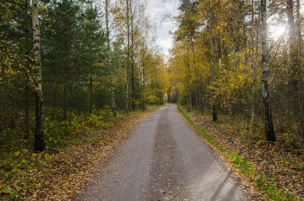 Camino de grava colorido por el otoño — Foto de Stock