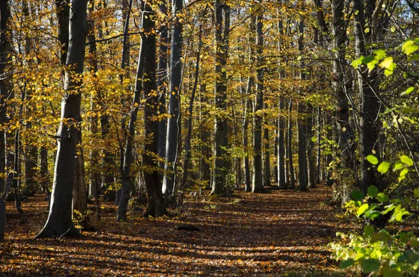 Golden beech forest — Stock Photo, Image