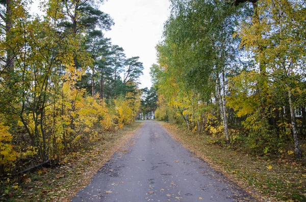Деревенская дорога зеленого и желтого цветов — стоковое фото