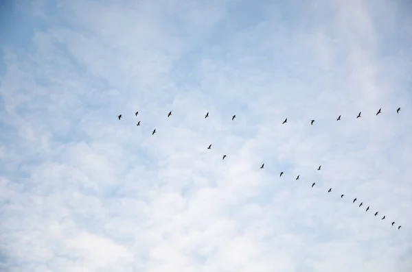 Migrating geese in V-formation — Stock Photo, Image