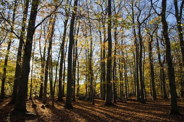 Glorious beech forest — Stock Photo, Image