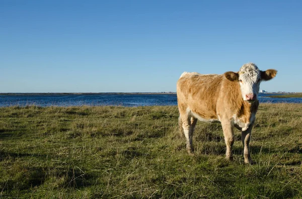 Cow in a coastal pastureland — Stock Photo, Image