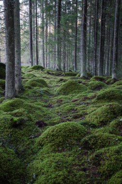 Bir iğne yapraklı orman Moss-Grown kayalarda