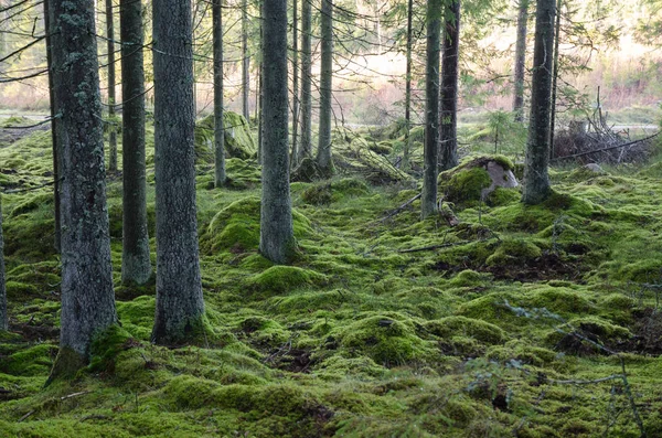 苔の緑の森 — ストック写真