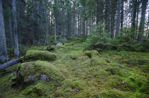 Eski bir el değmemiş iğne yapraklı orman sahne