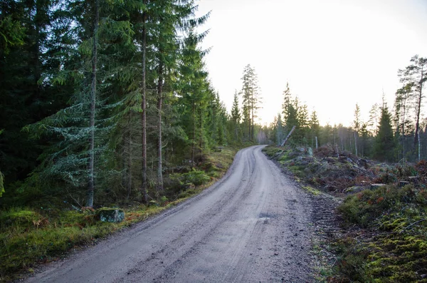 Vinutí štěrková cesta lesem — Stock fotografie