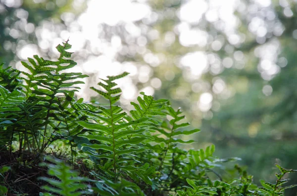 Green lush bracken closeup — Stock Photo, Image