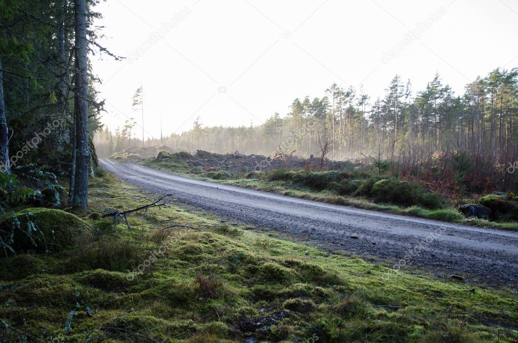 Gravel road through a coniferous forest