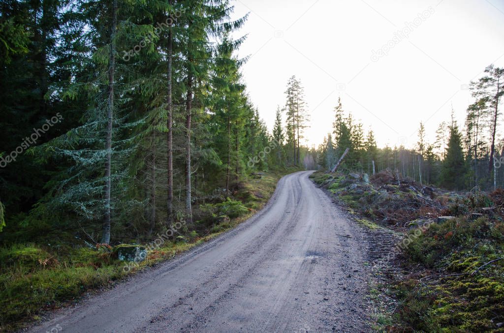 Winding gravel road through the woods